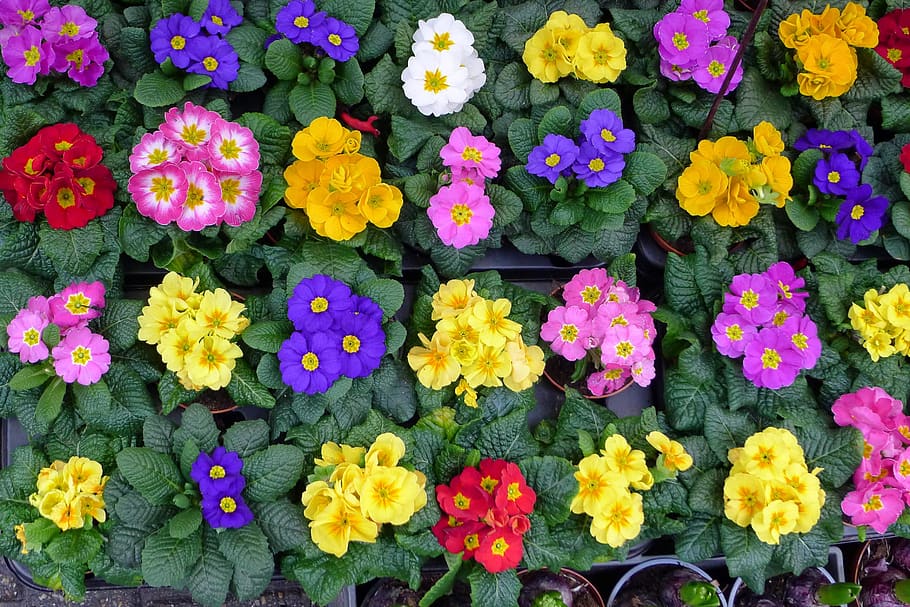 flowers, flower market amsterdam, bedding plants, flowering plant, flower, vulnerability, freshness, fragility, plant, multi colored