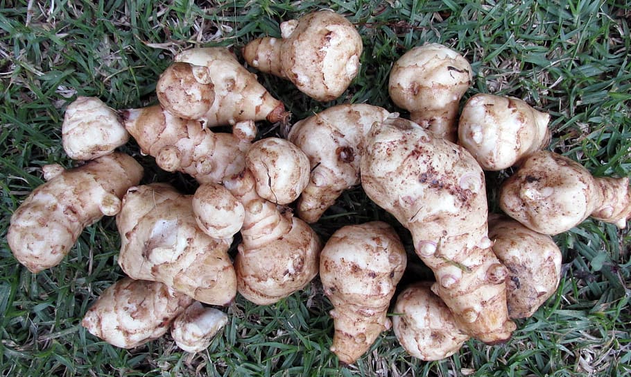vegetable, jerusalem artichokes, food, tubers, nutrition, healthy, food and drink, grass, plant, freshness