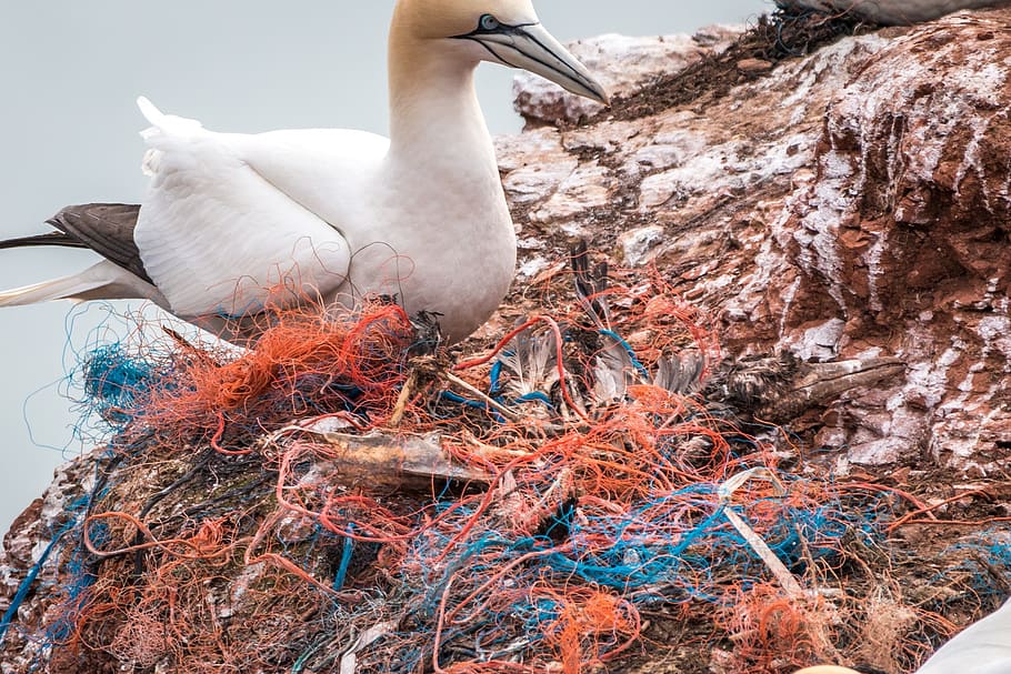 dead bird, safety net, spirit network, plastic waste, marine pollution, pollution, plastic, risk, bird die, sea birds