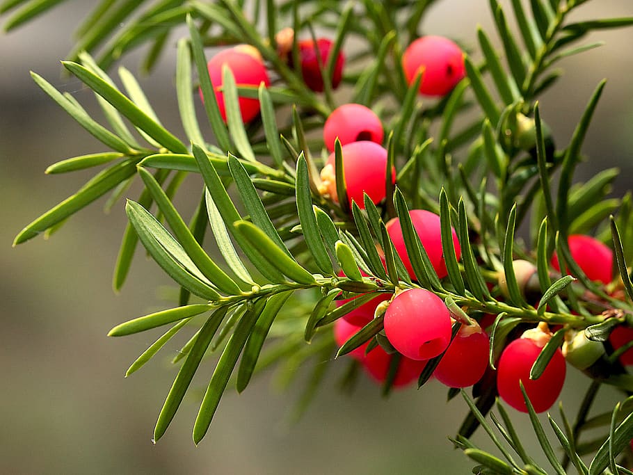 plant, bush, cis, coniferous, fruiting, the fruit of a yew, red fruits, food, birds, gil