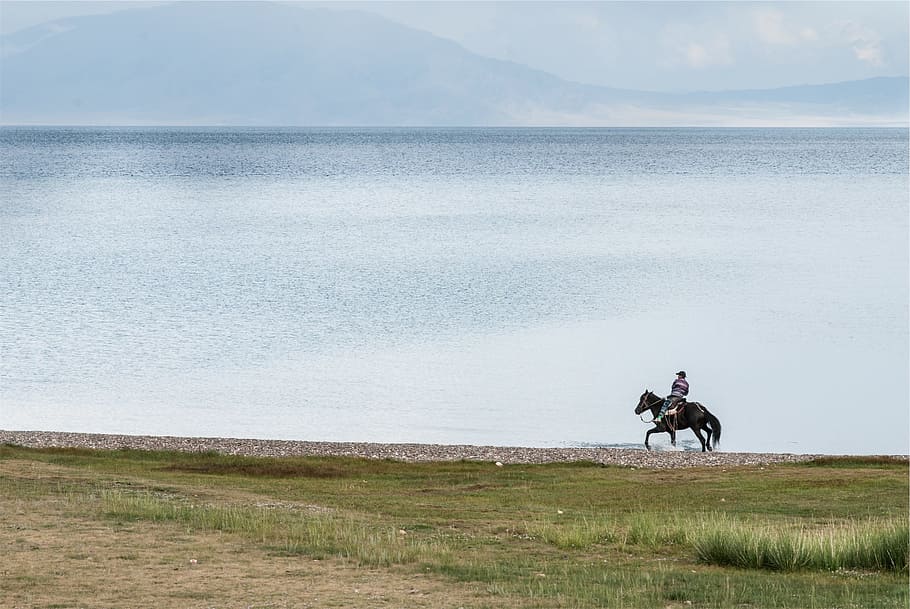 horseback riding, lake, water, man, guy, animal, grass, animal themes, horse, riding