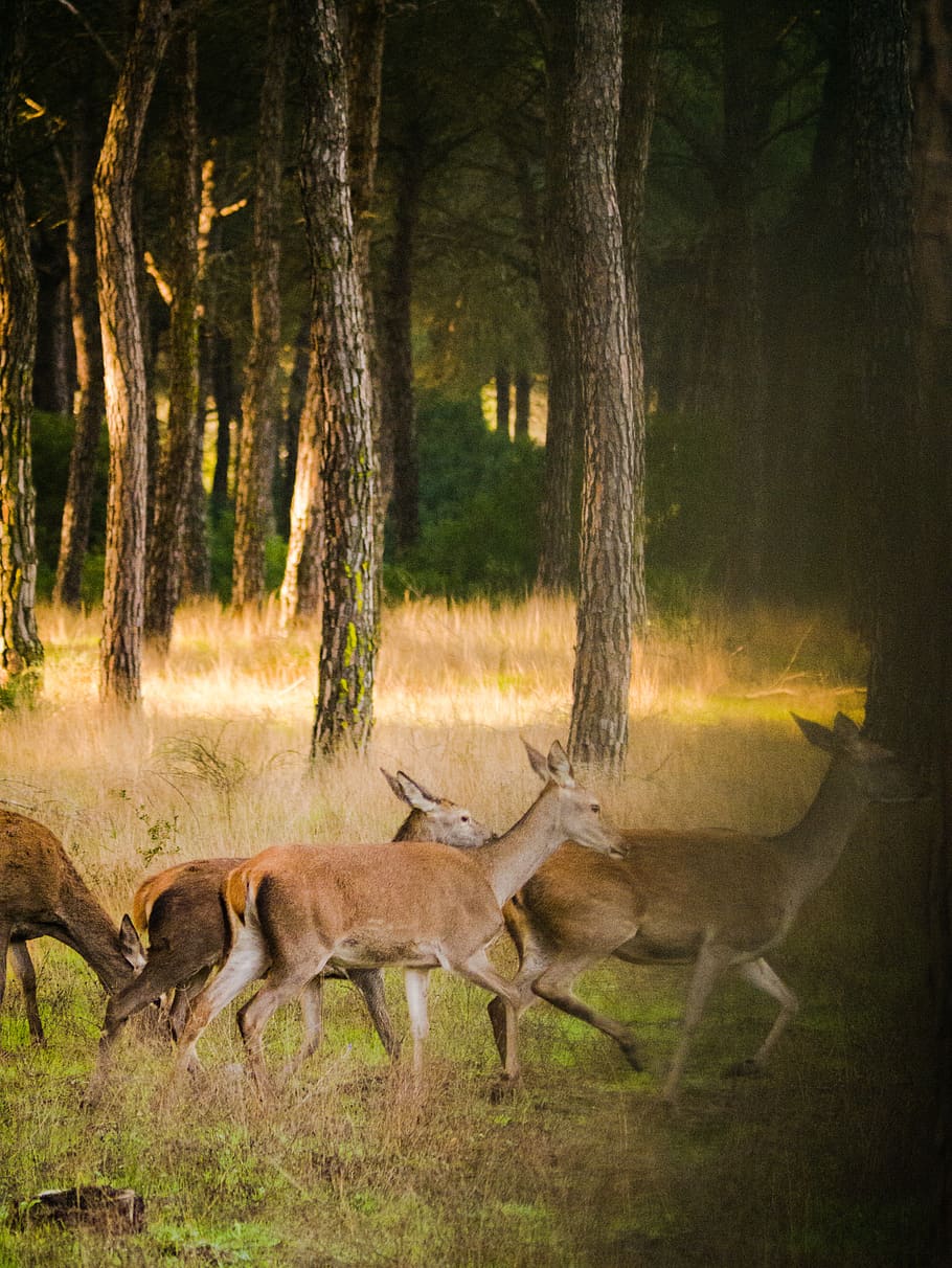 roe deer, flock, nature, landscape, wild, animal world, forest, wildlife park, field, grass