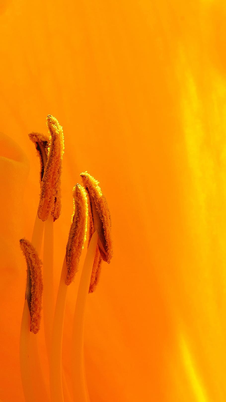 orange, daylily flower parts macro, summer time, rutgers garden nj usa, macro photography, close-up, extreme close-up, flower images, pistil picture, picture of flowers