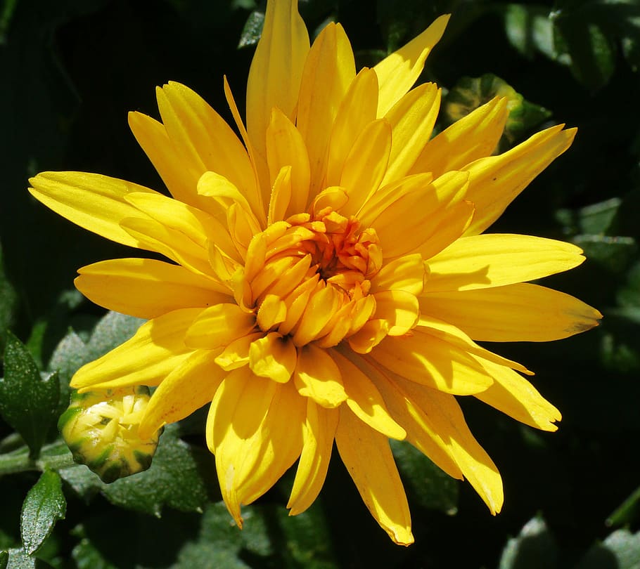 crisantemo, flor, floración, amarillo, amarillo dorado, de cerca, frühherbst, jardín, pétalos, planta ornamental