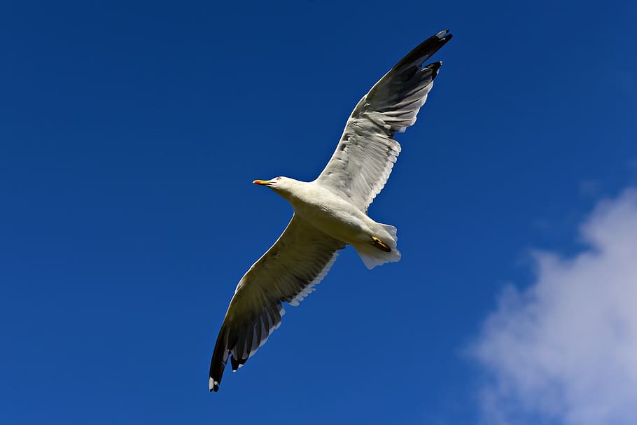 seagull, bird, seabird, animal, wildlife, flight, flying wing, soaring, high, midair