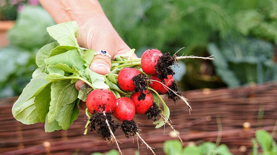 radishes, harvest, food, red, vitamins, garden, fresh, first radish, gardening, plant
