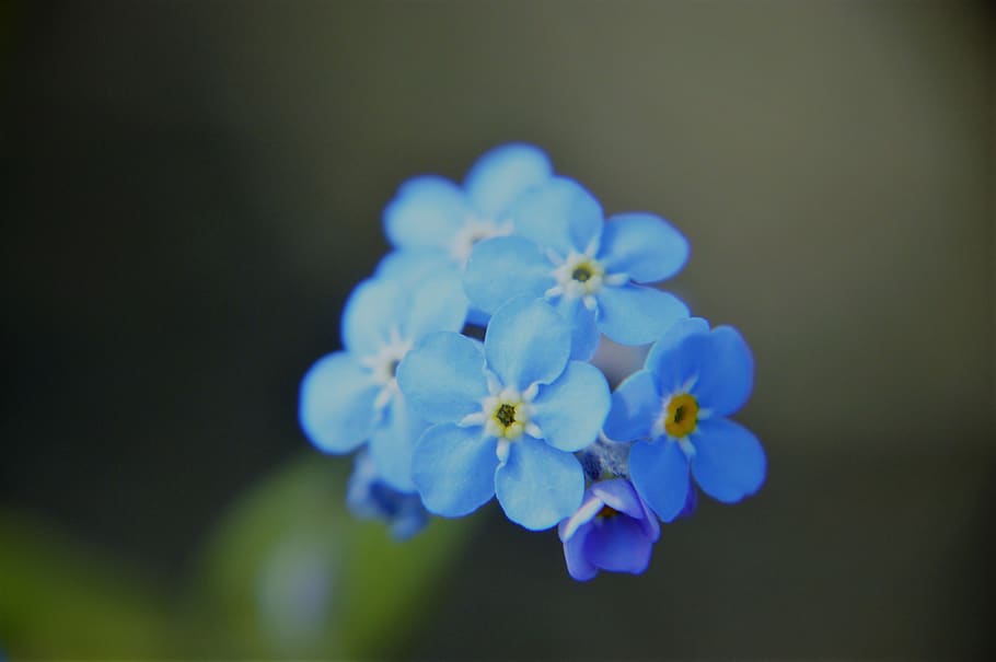myosotis, blue, flower, spring, flowering, plant, branch, seasonal, botany, flora
