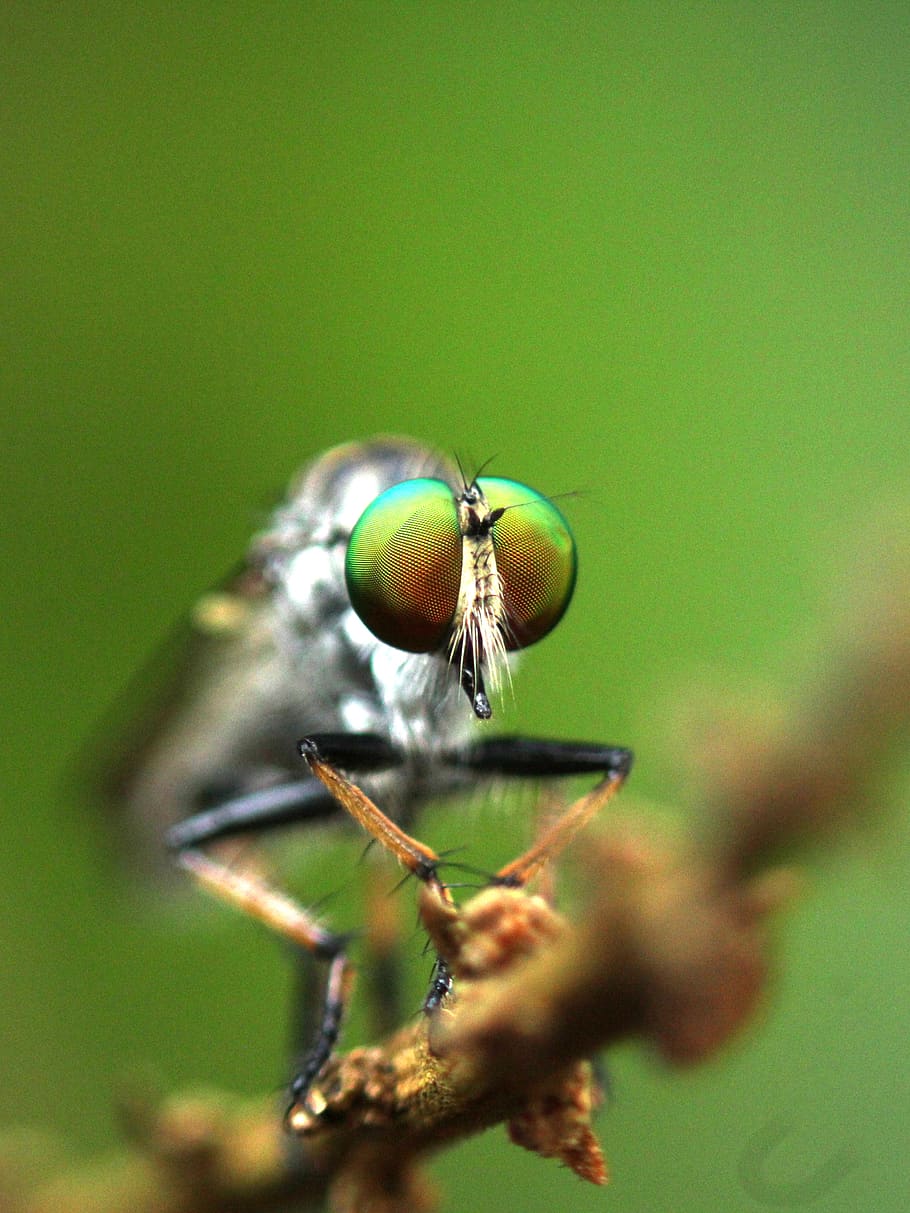 fly, insect, robber fly, nature, bug, eyes, portrait, inflorescence, head, twig