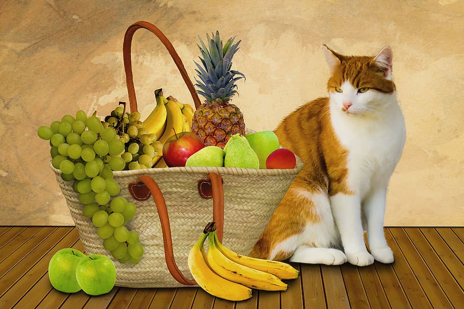 eat, food, fruit, fruit basket, purchasing, healthy, animal, cat, vitamins, banana