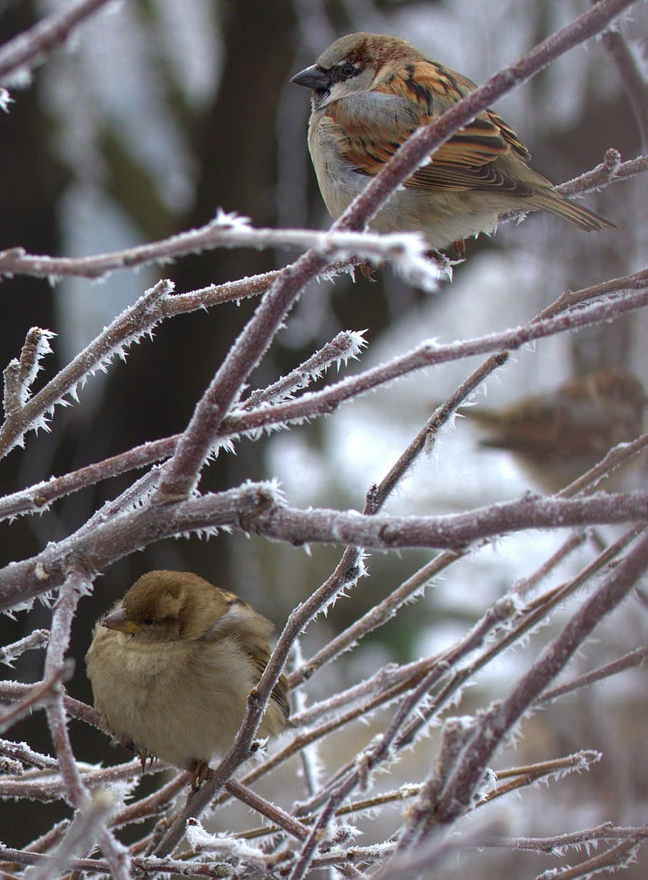 sparrow, birds, cold, winter, animal themes, animal, animal wildlife, branch, one animal, vertebrate