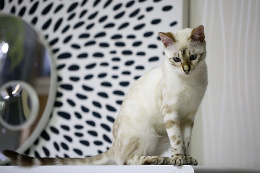 bengal cat grey and white