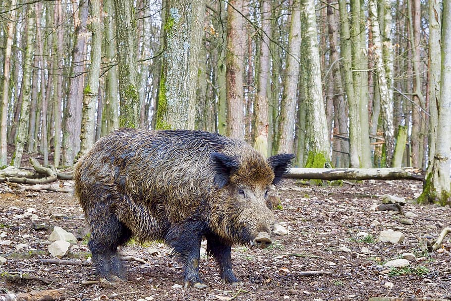 boar, nature, wild, animal world, forest, wildlife park, cycling races, tree, land, mammal