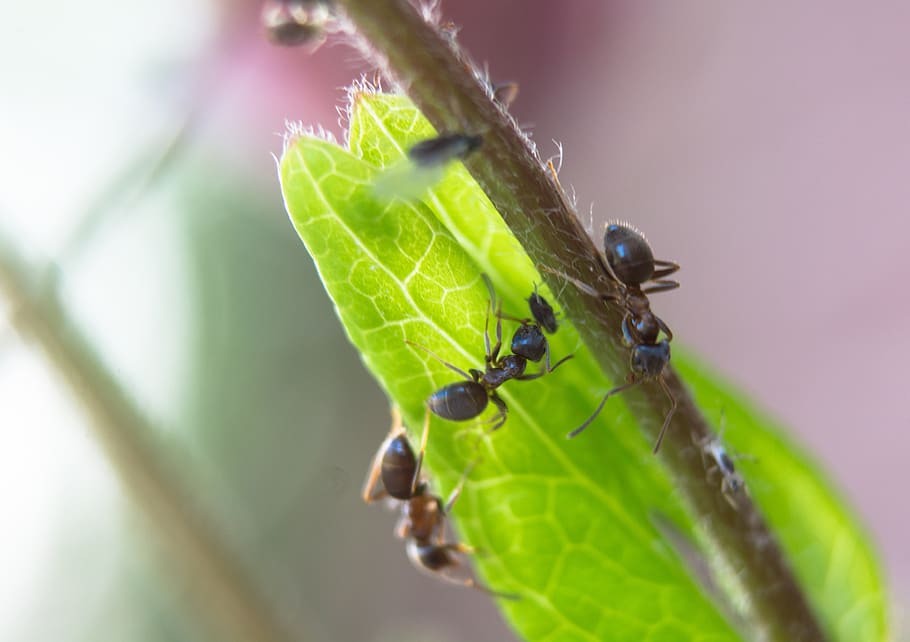ant, aphid, aphids, bug, luis, nature, plant, plant part, leaf, invertebrate