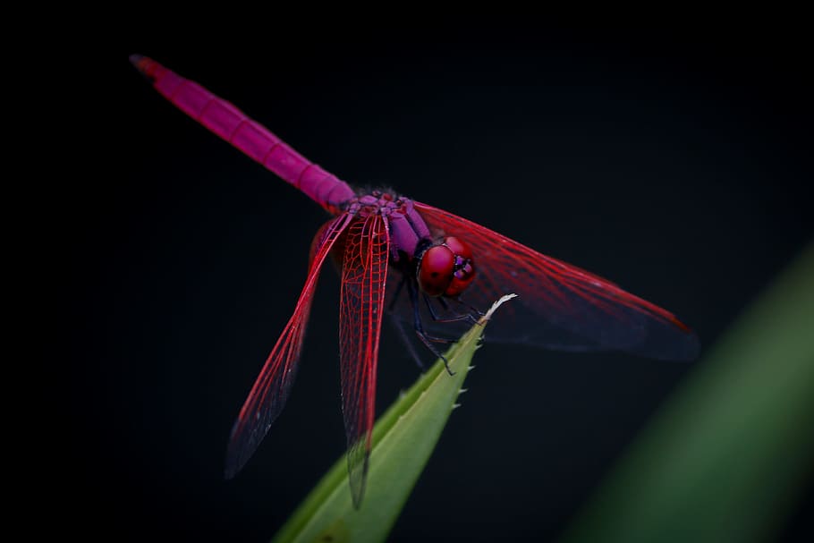 green, leaf, plant, dragonfly, insect, animal, outdoor, garden, one animal, animal themes