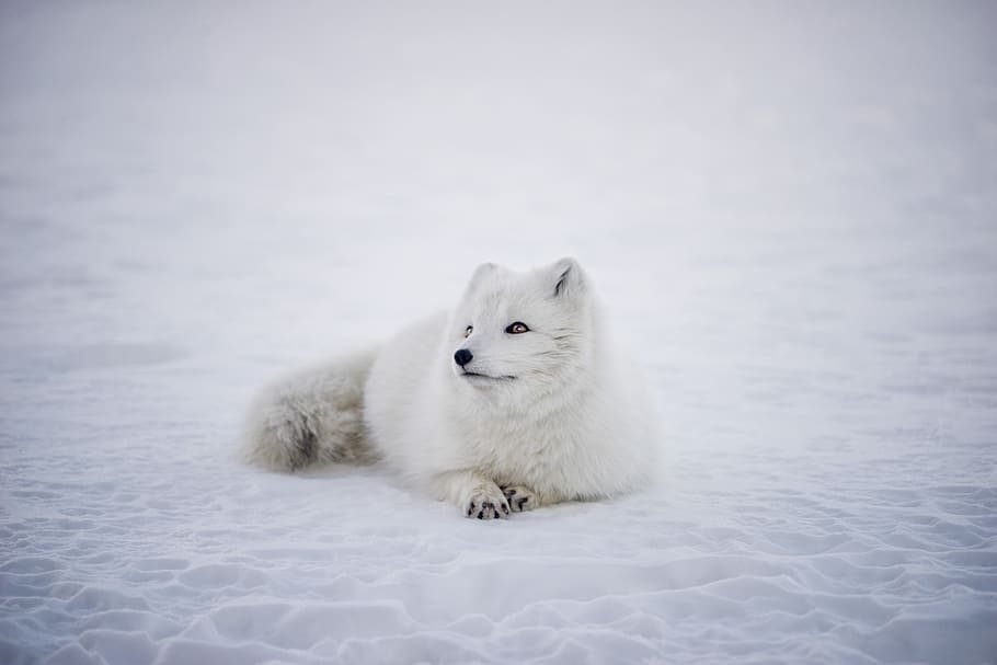 Royalty-free White Fox photos free download | Pxfuel