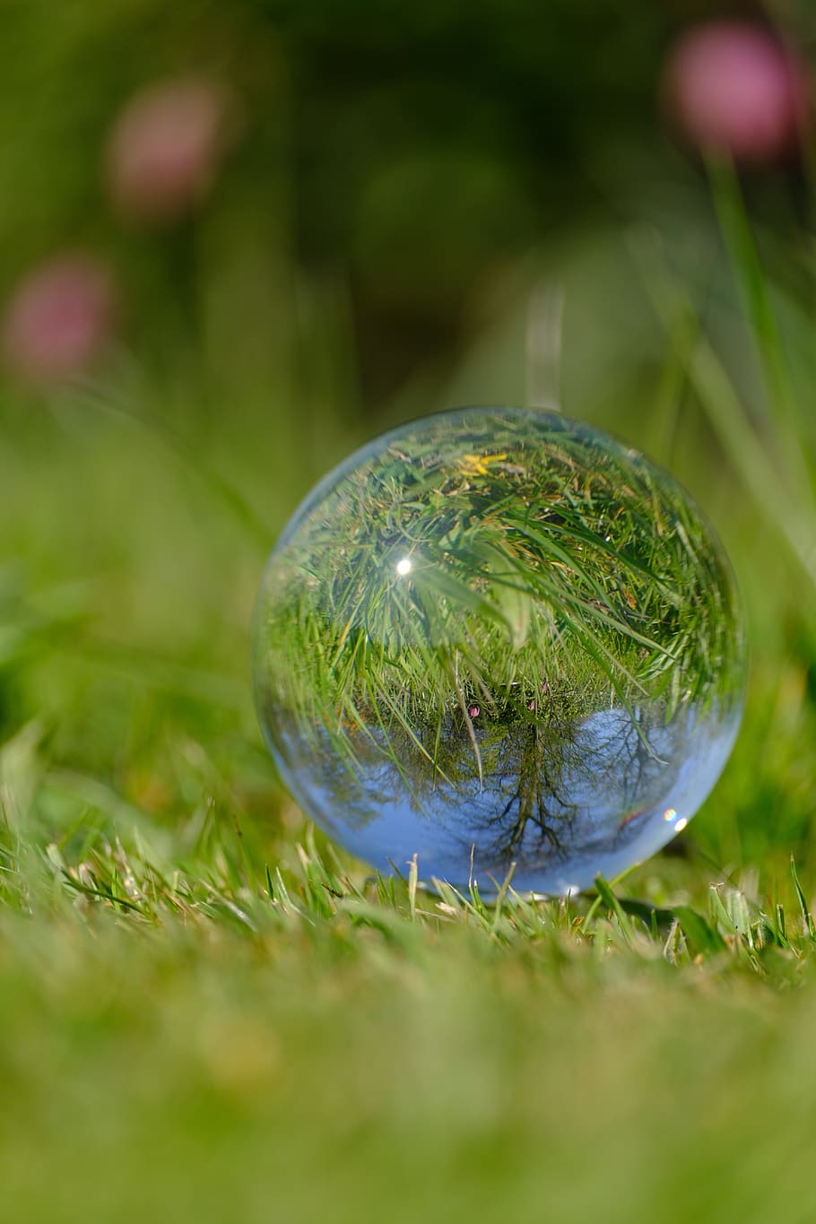 frog lily, glass orb, photography, crystal ball, grass, flowers, refracted, upside down, nature, meadow