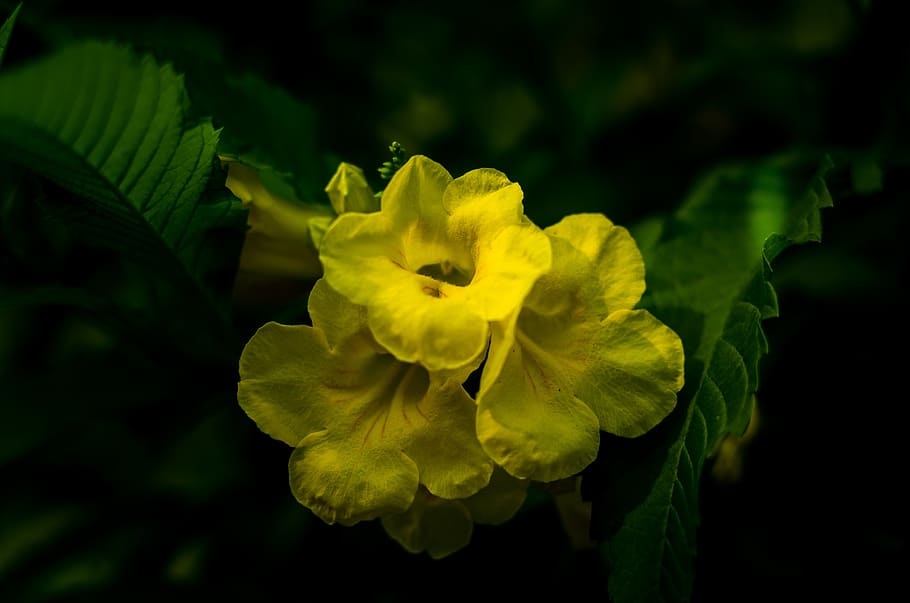 beautiful flowers, yellow flowers, flowers bloom, flowers, background, gold, color, the leaves, green, green leaf