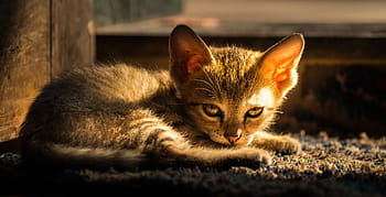 Royalty-free pussy cat photos free download - Pxfuel