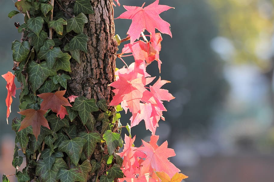 maple, acer, ree, red leaves, green ivy, colorful, autumn, nature, outdoor, plant part