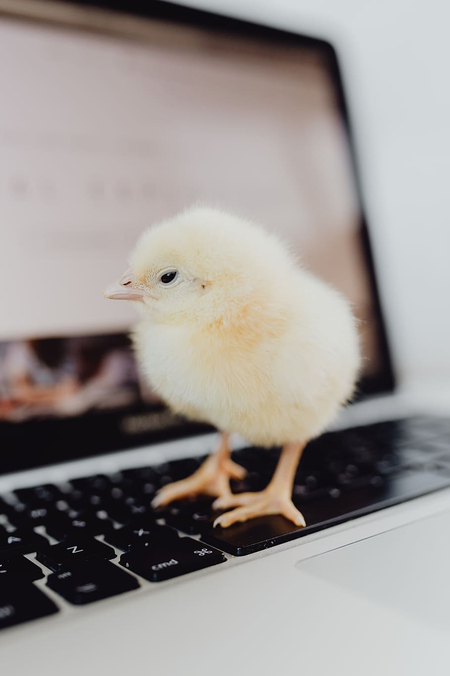 newborn, little, chicken, laptop, computer, keyboard, yellow, macbook, bird, baby
