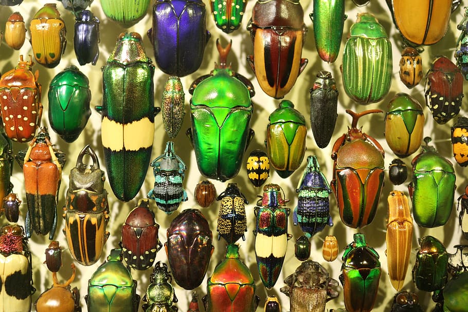 serangga, insektarium, kumbang, logam, warnawarni, koleksi, pilihan, ritel, kelompok besar objek, variasi