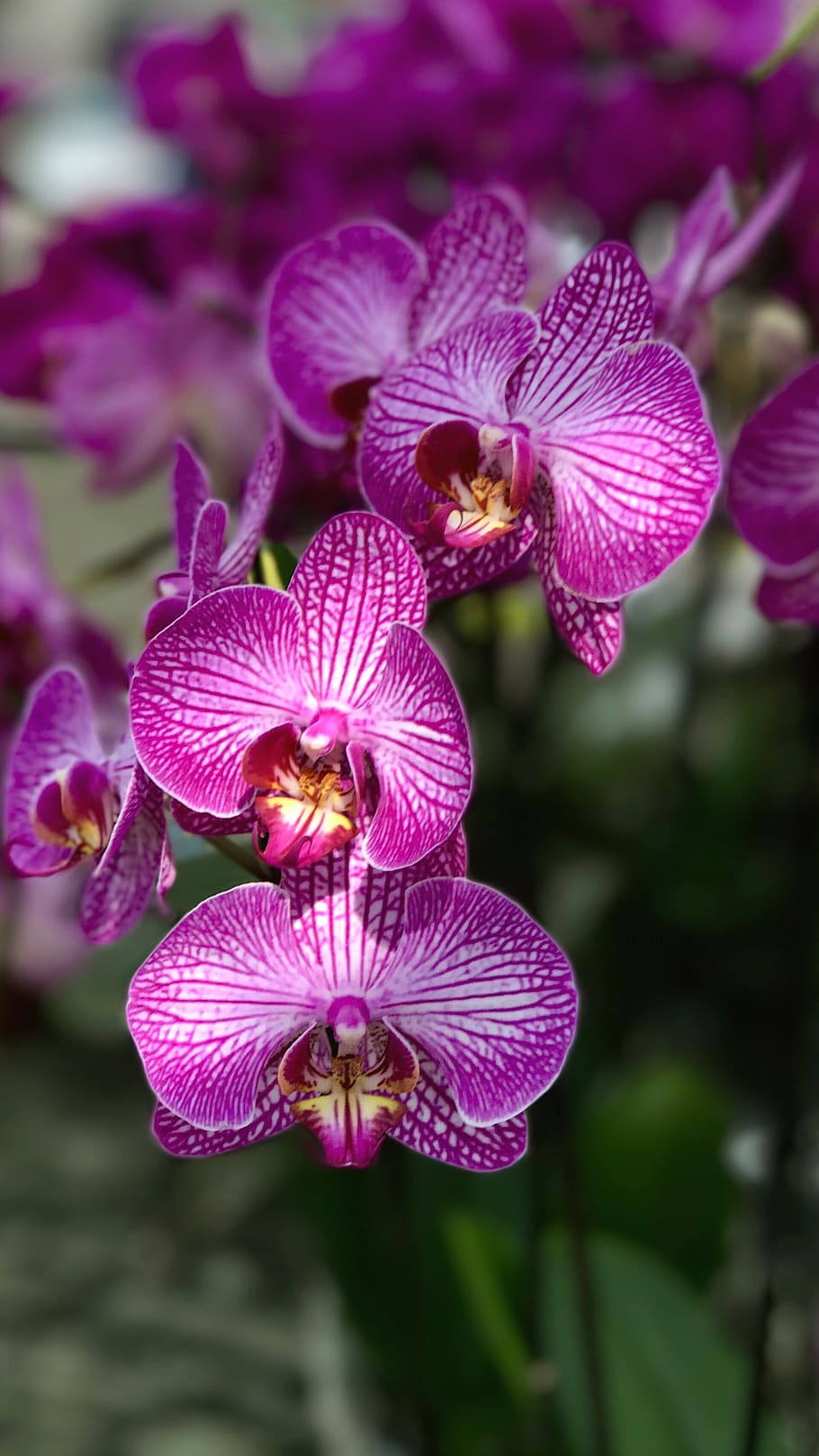 orchid, flower, iphone, orchids, exotic, violet, flora, nature, bloom, botany
