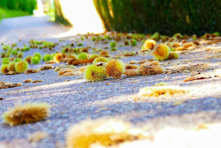 chestnuts, soil, autumn, thorny, chestnut, selective focus, nature, animal wildlife, moss, close-up