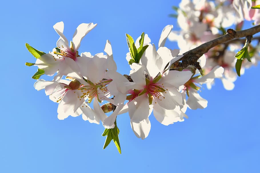spring flower, spring, kikelet pansio, nature, flower, flora, white, garden, blooms at, beauty