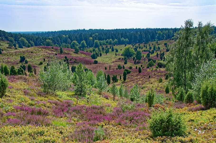 germany, lüneburg heath, heathland, heather, nature reserve, plant, autumn, tree, growth, beauty in nature