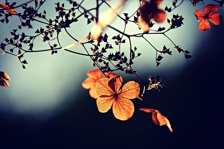 flower, branch, twig, autumn color, petal, vein, pattern, delicate, plant, beauty in nature