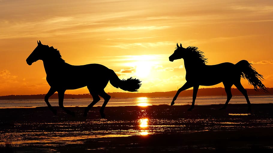 sunset, horses, wild, nature, silhouette, ocean, beach, tide, sand, orange