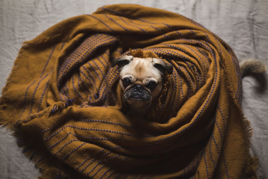 view, pug, face, upwards, looking, camera, body, wrapped, blanket, brown