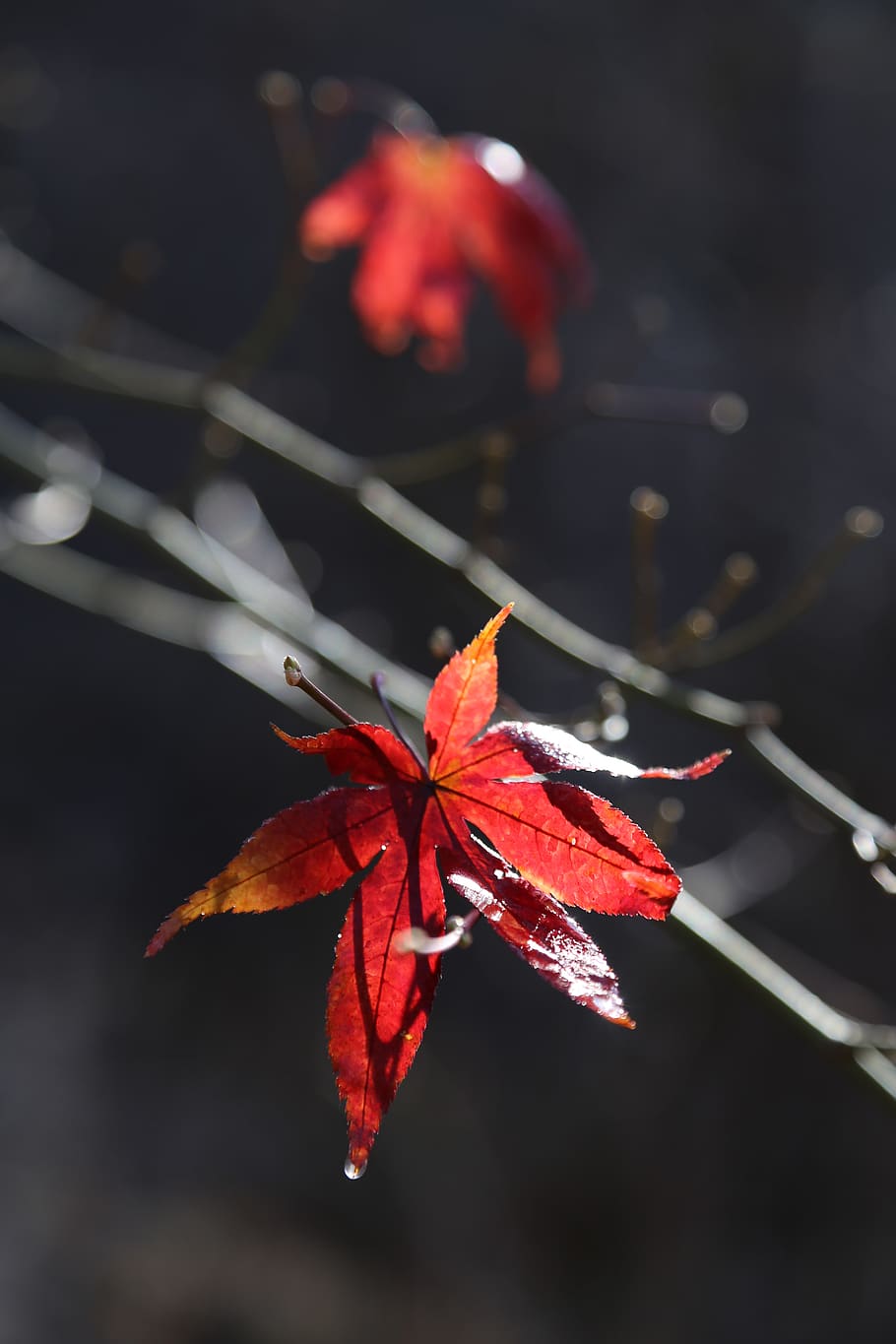 autumn leaves, maple leaf, the leaves, autumn, nature, leaves, ice, frost, snow, phone wallpaper