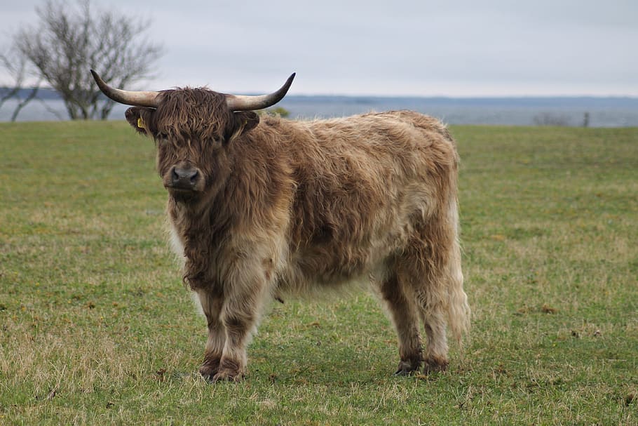highland cattle, highland cow, ko, cow, gotland, sweden, mammal, animal, animal themes, domestic animals