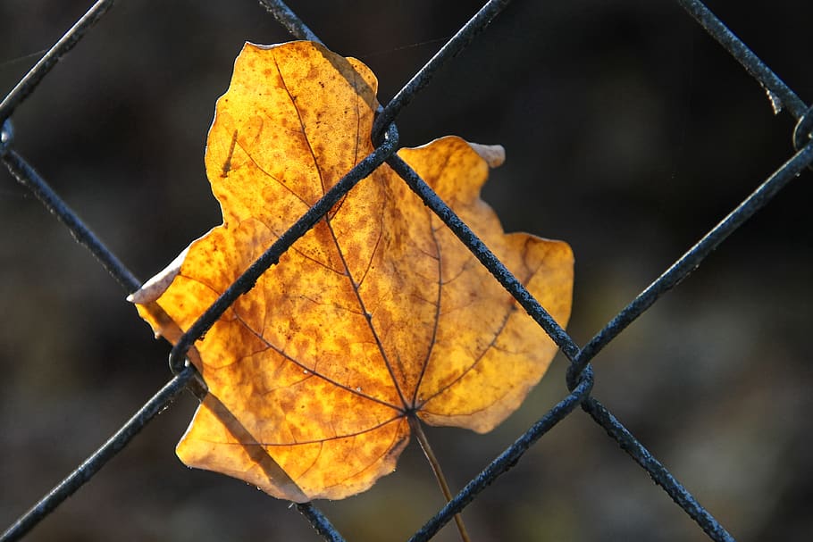 leaf, fence, yellow, autumn, leaves, fall foliage, rural, close up, fall color, grid