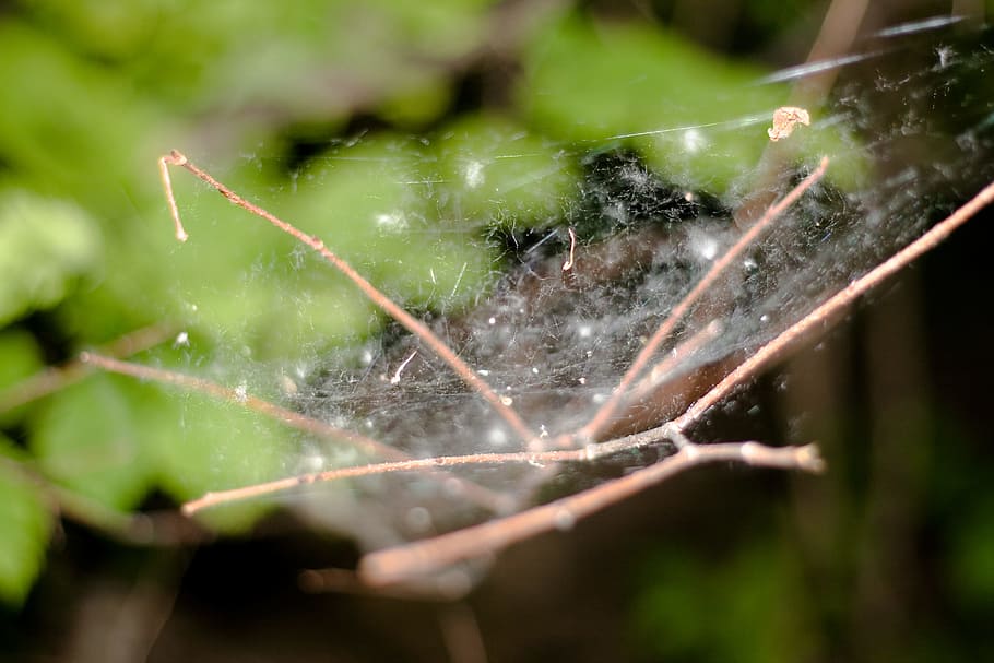 spider, web, leaves, close-up, water, nature, animal themes, plant, focus on foreground, fragility