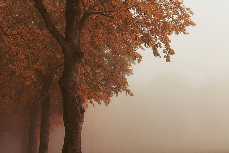 autumn, leaves, gold, red, wood, log, nature, fog, foggy, grove of trees
