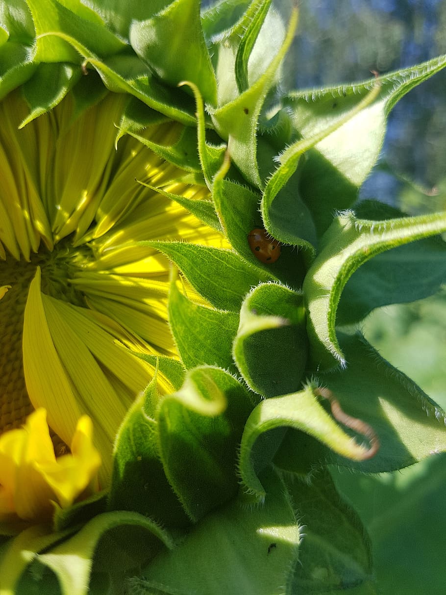 sunflower, flower, bug, lady bug, flowering, opening, insect, growth, plant, green color