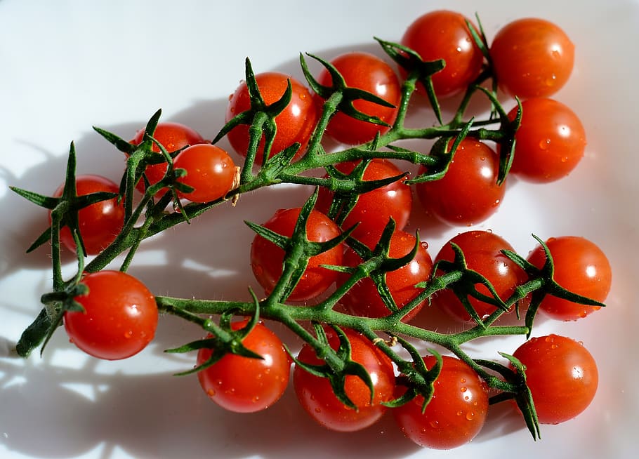tomate, panícula, vermelho, saudável, fresco, treliça, vegetal, comida, comida e bebida, alimentação saudável