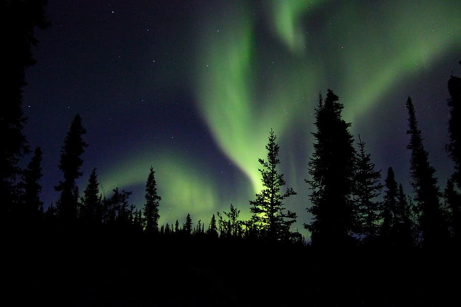 aurora, borealis, northern, light, nature, landscape, green, beauty in nature, tree, scenics - nature