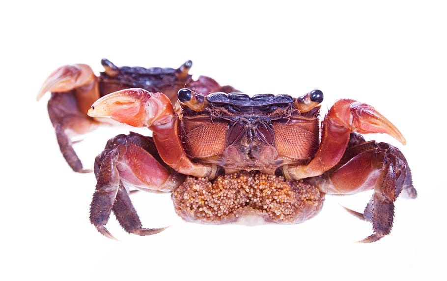 crabs, exoskeleton, claws, shell, animals, red, animal themes, studio shot, white background, close-up