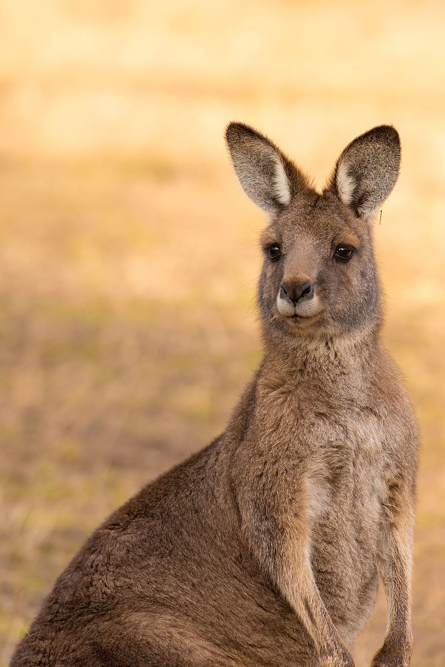 kangguru, marsupial, mamalia, australia, margasatwa, binatang, liar, alam, fauna, abu-abu timur
