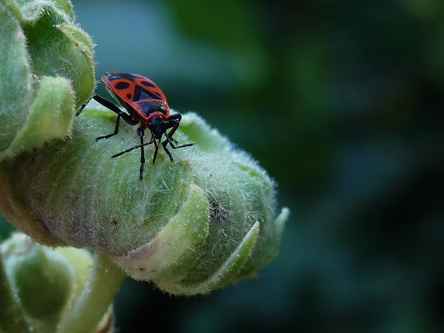 fire bug, garden, flowers, nature, close up, insect photo, bug, insect, beetle, invertebrate