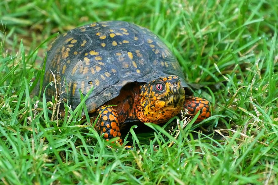 коробчатая черепаха, ползание, вдоль, травяной, поле., наземные черепахи, восточная коробчатая черепаха, оранжевая черепаха, изображения черепах, фотографии черепах