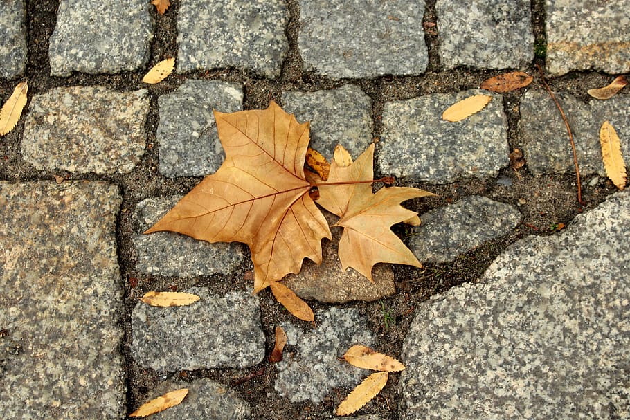 foliage, autumn, figure, in the fall, november, collapse, nature, leaf, plant part, change