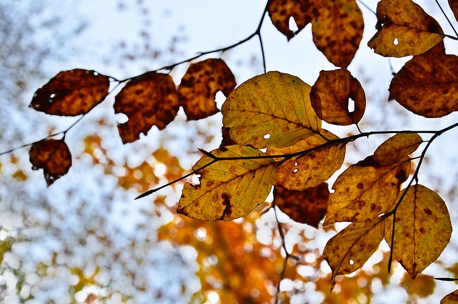 leaf, fall, nature, tree, colorful, texture, foliage, seasonal, light, forest