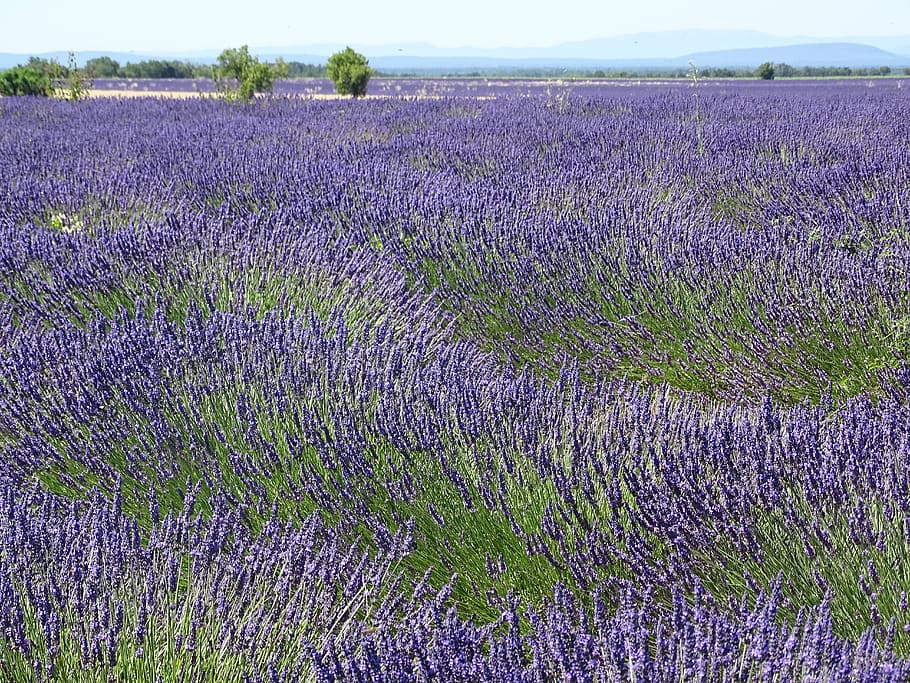 lavender, field, fragrance, smell, cosmetics, perfume, france, blue, grandma, violet