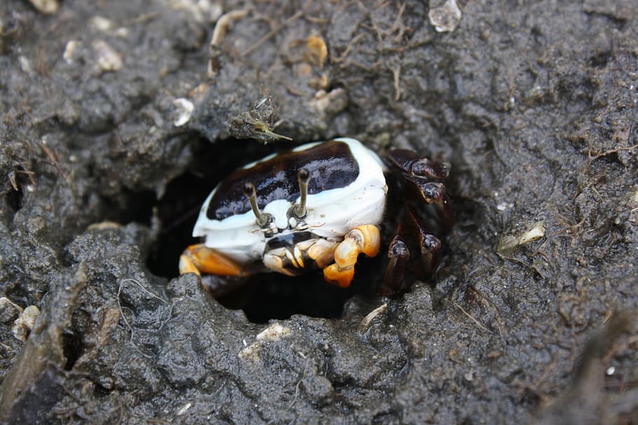 fiddler crab, female, nudgee, mangrove, mud, crab, black, white, orange, wildlife