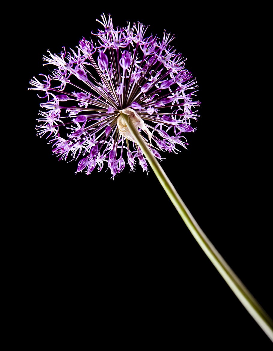 hermosa, delicado, púrpura, flores, naturaleza, pétalo, primavera, con2011, Flor, planta floreciente