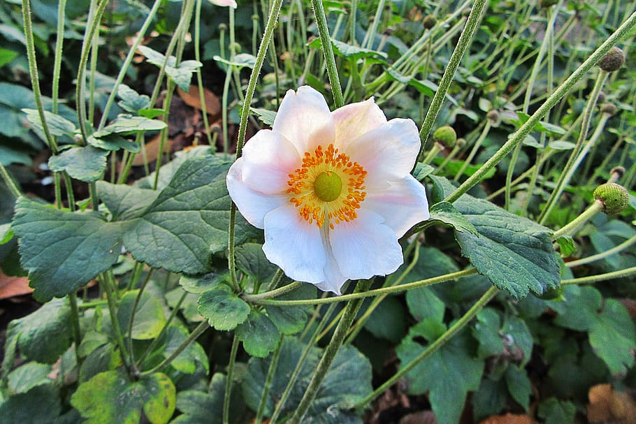 anemone, white, flower, japanese windbloem, vegetable, bloom, autumn, garden, flora, beauty